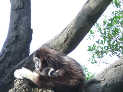 Taiwan: Taipei Zoo Baby Monkey