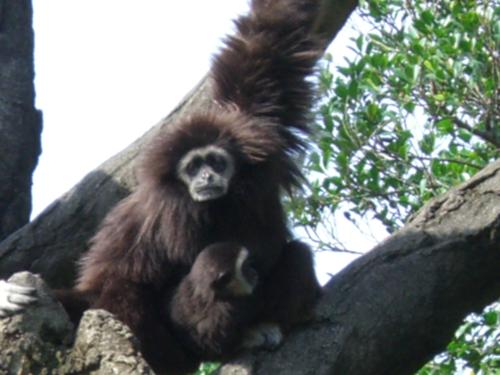 Taiwan: Taipei Zoo Monkey