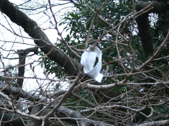 Tokyo: Message In A Tree